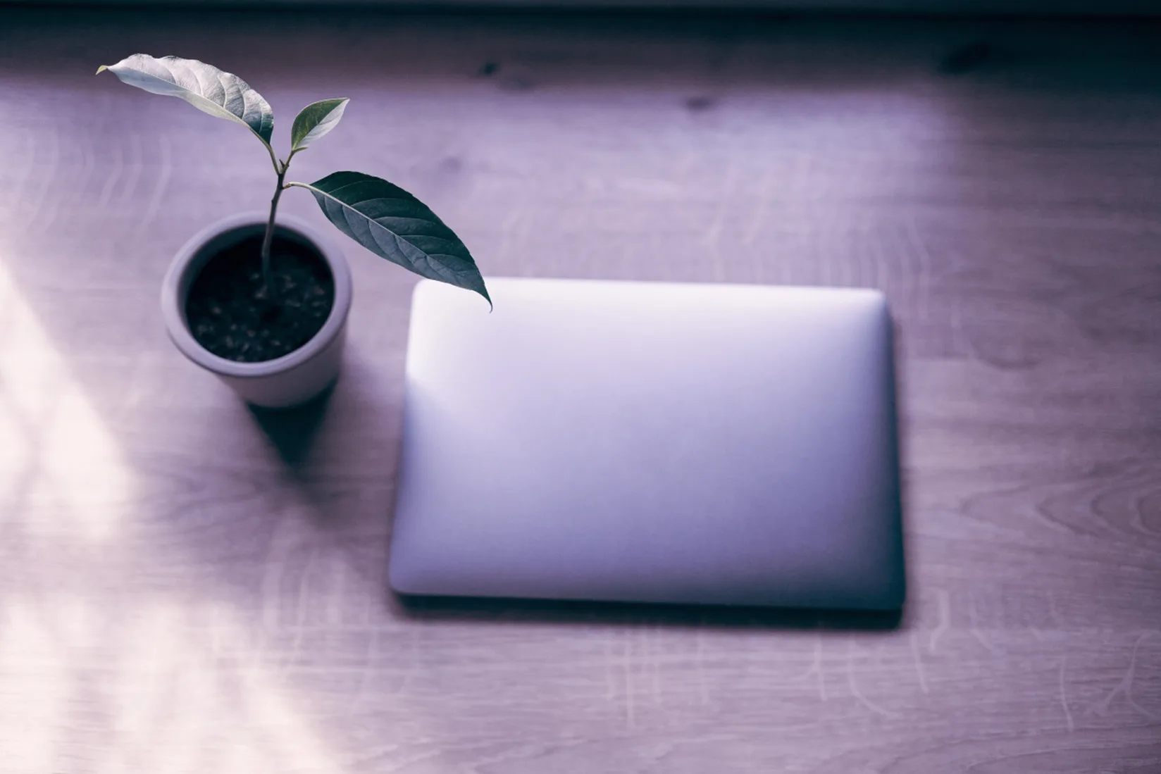 A young sapling in a small pot beside a closed laptop on a wooden desk, seen from above, one leaf reaching over the laptop in soft window light.